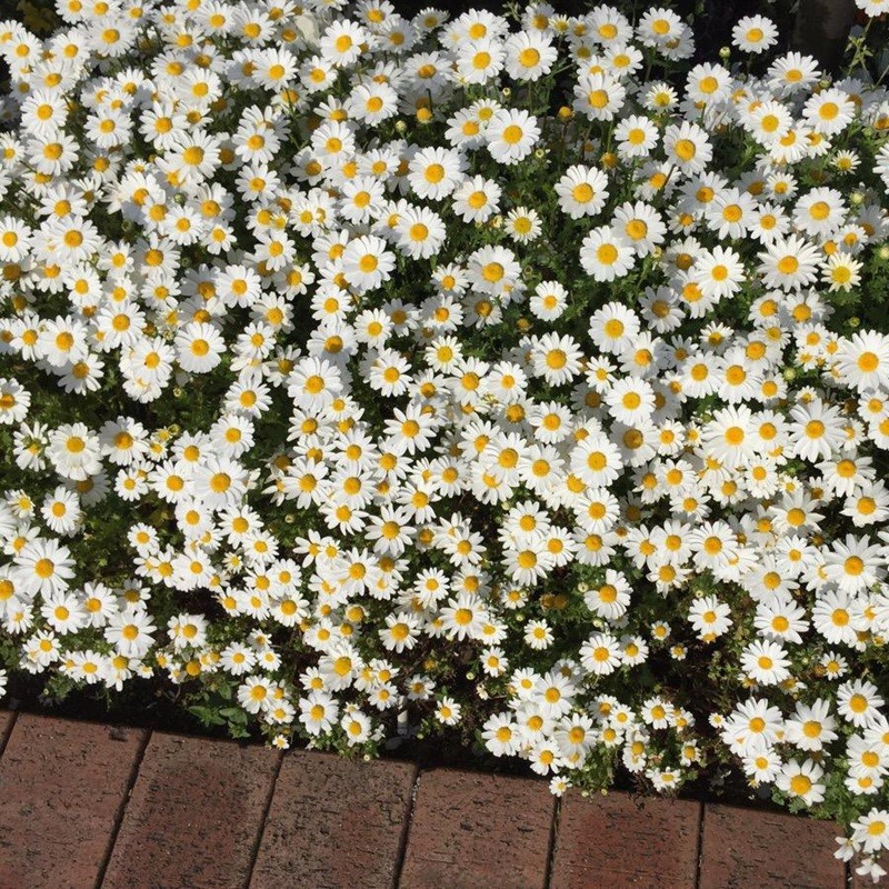 雛菊 雛菊