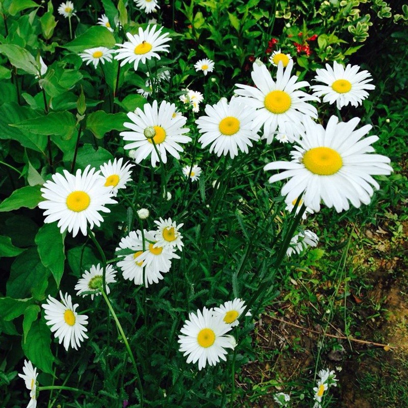 雛菊 雛菊