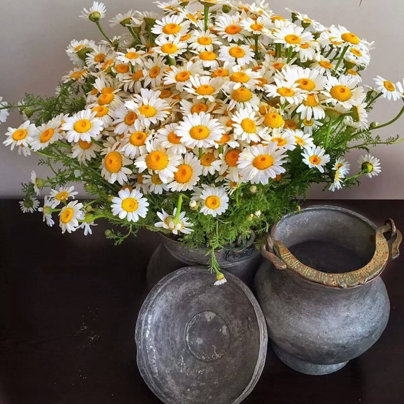 雛菊 雛菊