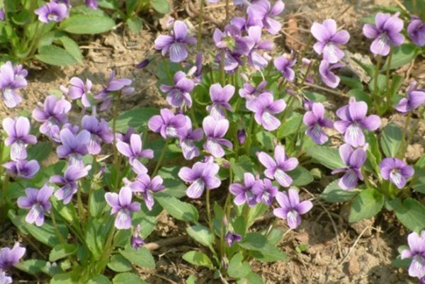 紫花地丁 紫花地丁