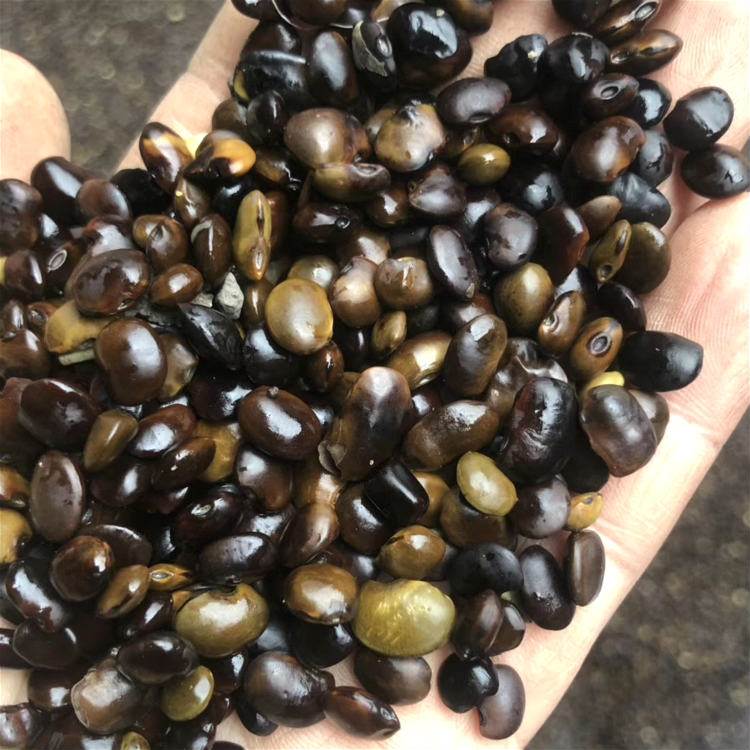 國槐種子槐樹籽 國槐種子槐樹籽