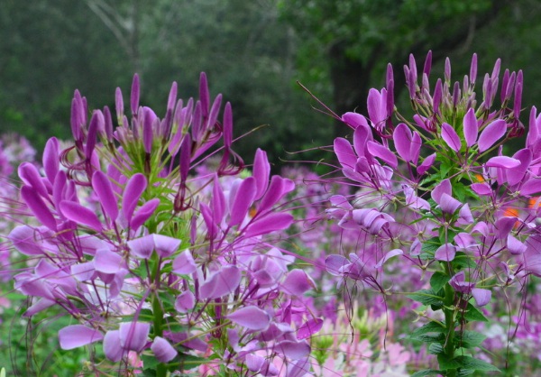 1634347001296218.jpg image.jpg