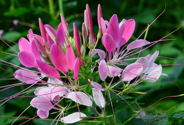 1634347015579804.jpg image.jpg