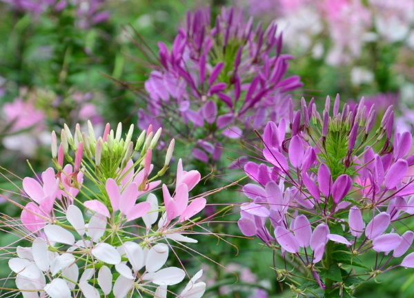 1634347036566714.jpg image.jpg