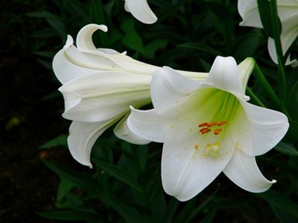 百合花 百合花