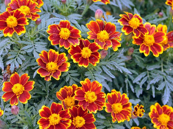 常綠開花多年生除草菊