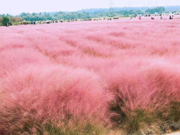 粉黛亂子草 粉黛亂子草