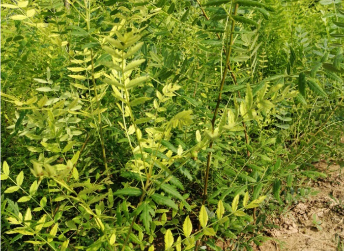 1634880565263694.jpg 1634880565263694.jpg