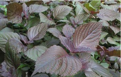 1634989533861902.jpeg 1634989533861902.jpeg