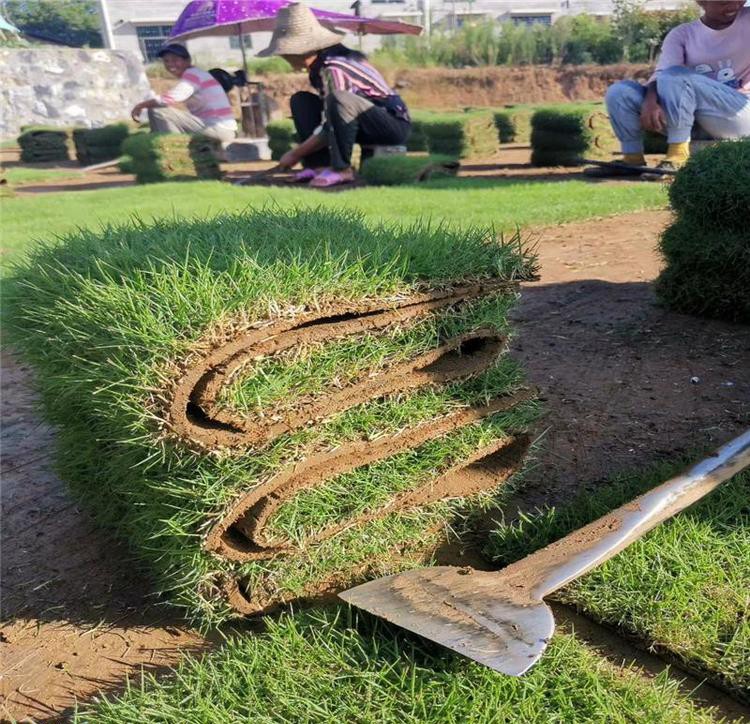 結(jié)縷草 結(jié)縷草