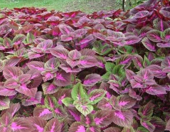 1635578963283971.jpg 1635578963283971.jpg