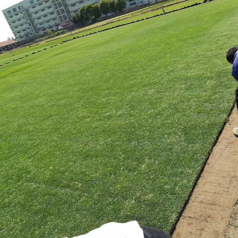 剪股穎 剪股穎