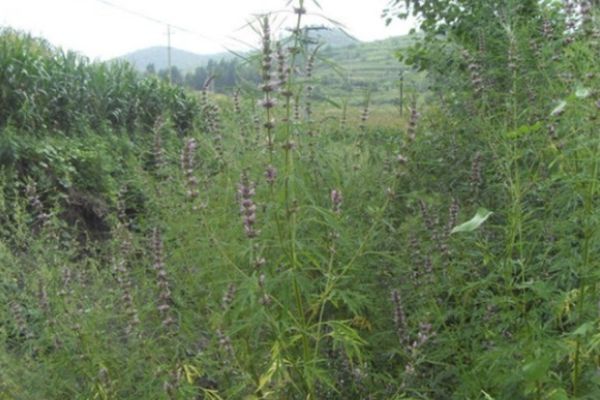 益母草 益母草