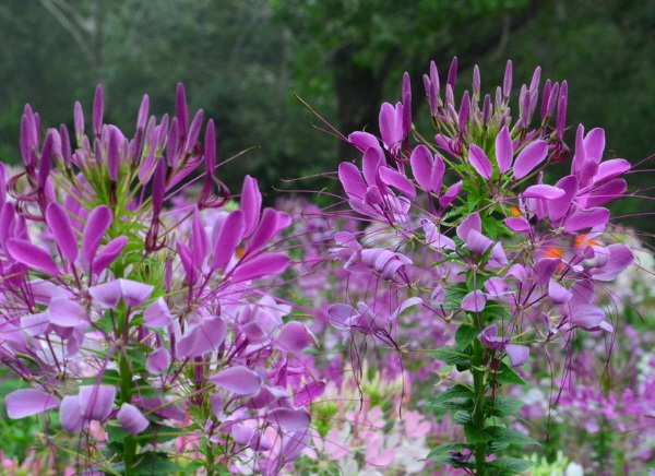 1635824349251417.jpg image.jpg