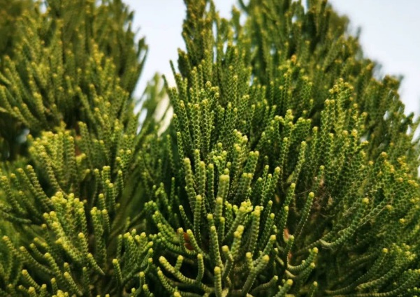 1635825941537221.jpg image.jpg