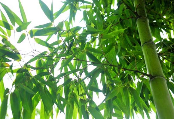 1635826542835383.jpg image.jpg