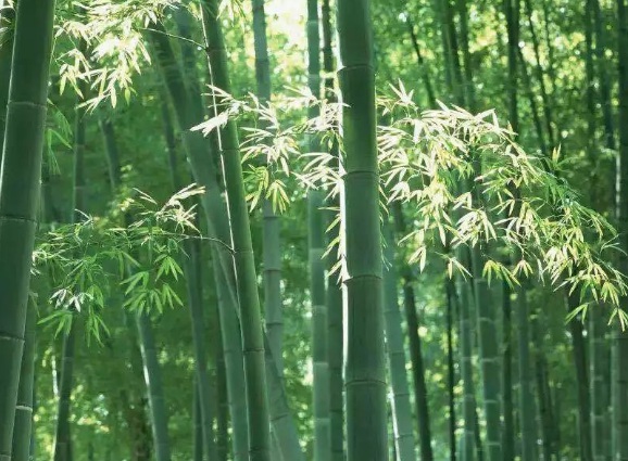 1635826550238248.jpg image.jpg