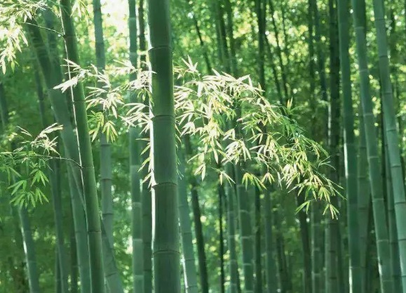 1635826562711276.jpg image.jpg