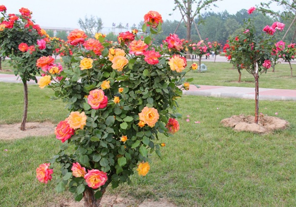 1635828140398736.jpg image.jpg