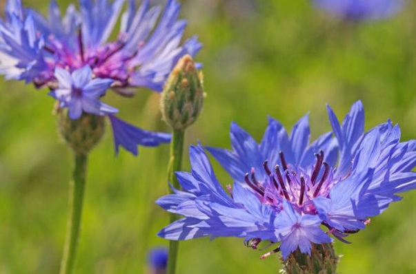 1635829290661746.jpg image.jpg