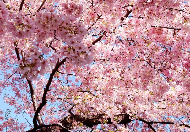 1635906411985755.jpg image.jpg