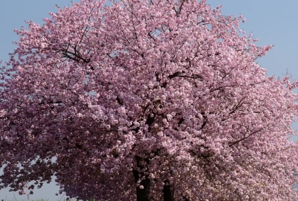 1635906421967416.jpg image.jpg