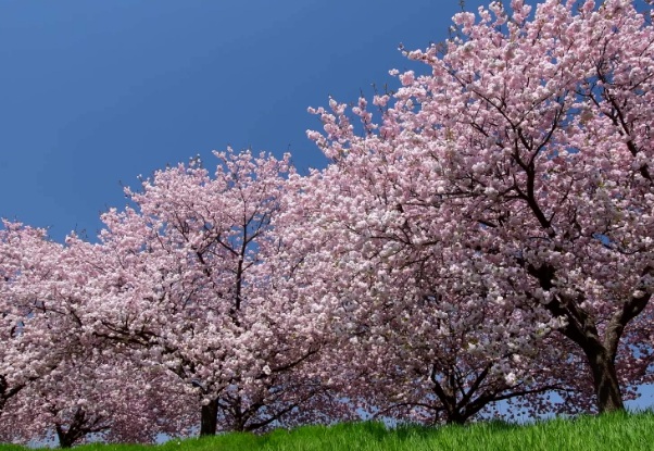 1635906441556124.jpg image.jpg