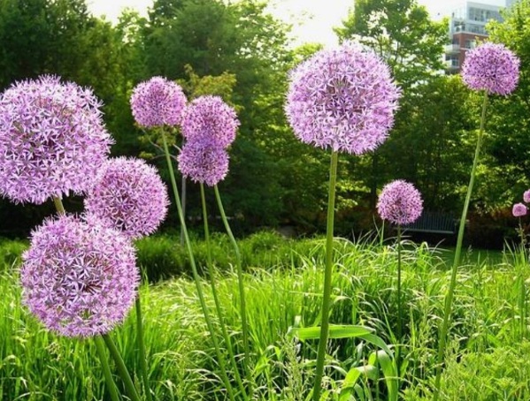 1636978123146812.jpg image.jpg