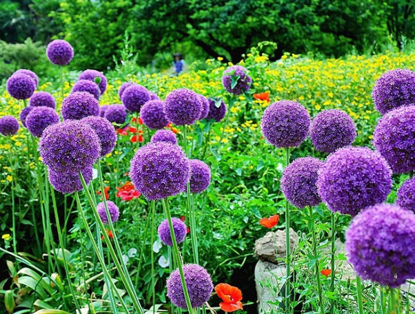 1637024263956972.jpg image.jpg