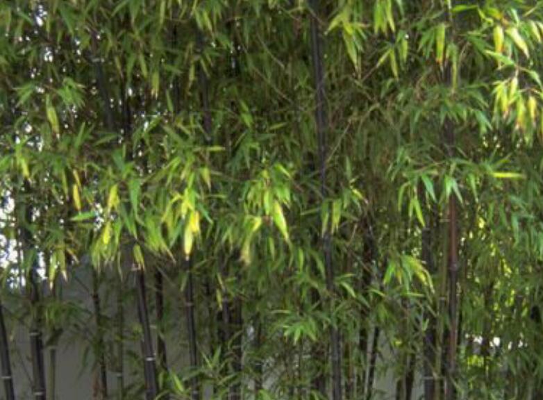 1637075054647252.jpg 1637075054647252.jpg