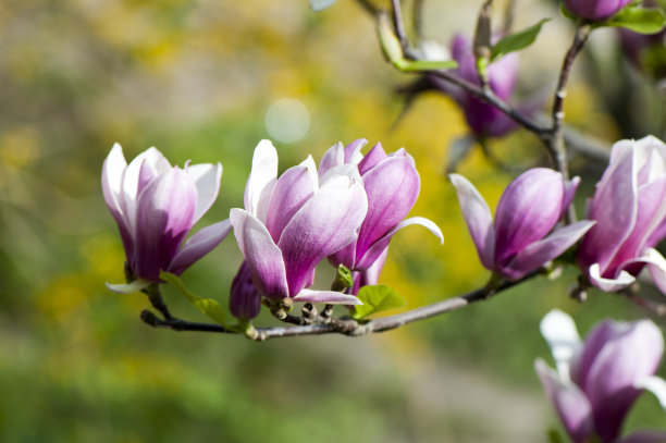 1637146442729959.jpg 1637146442729959.jpg