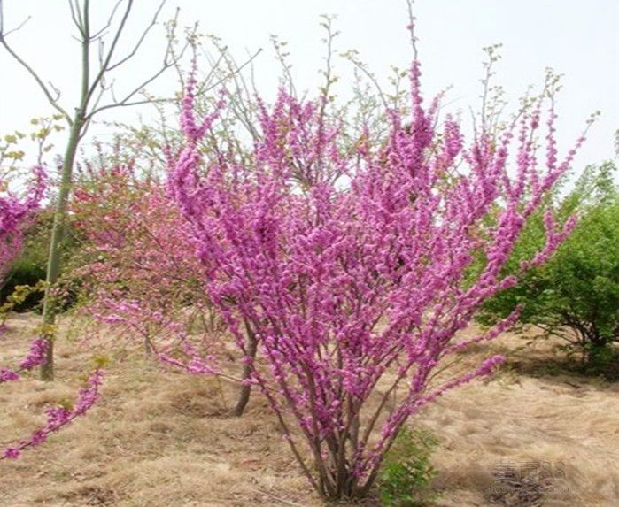 1637146788831323.jpg 1637146788831323.jpg