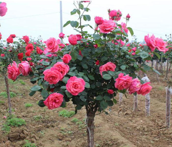 1637230633652885.jpg 1637230633652885.jpg