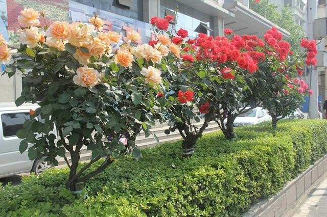 1637230655548719.jpg 1637230655548719.jpg