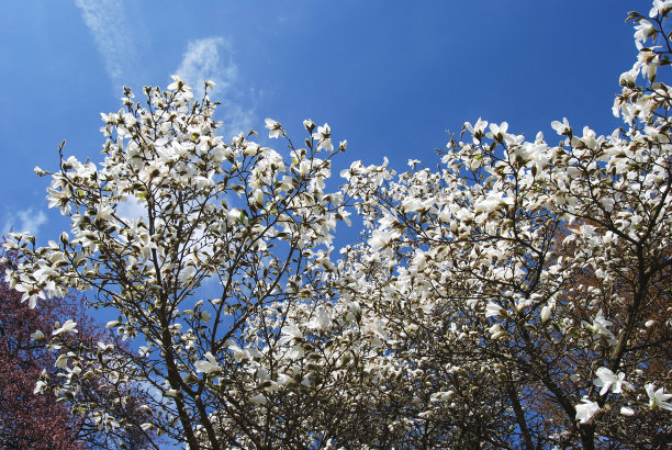 1637231175768237.jpg 6d334a7f7a92c3b5b7ab3b3282817ca1_t01ada64c4f63f6b878.jpg