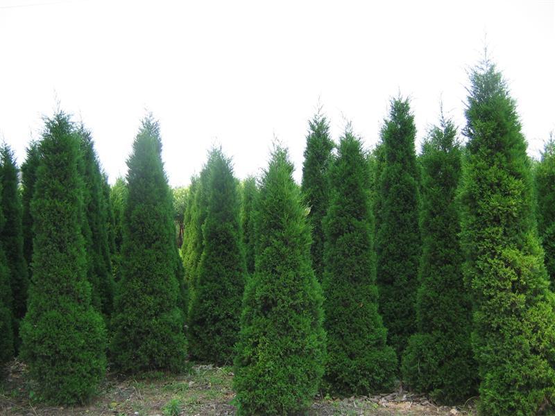 1637371895647296.jpg 1637371895647296.jpg