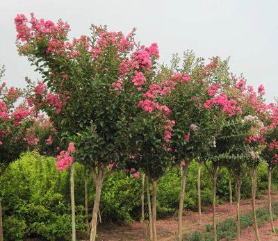 1637376232433275.jpg 1637376232433275.jpg