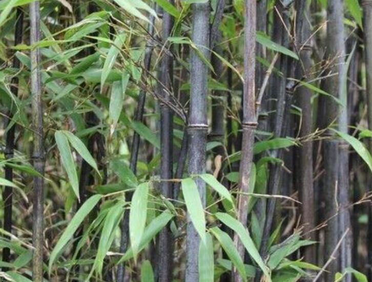 1637383741694258.jpg 1637383741694258.jpg