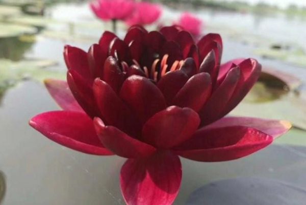 荷花 荷花