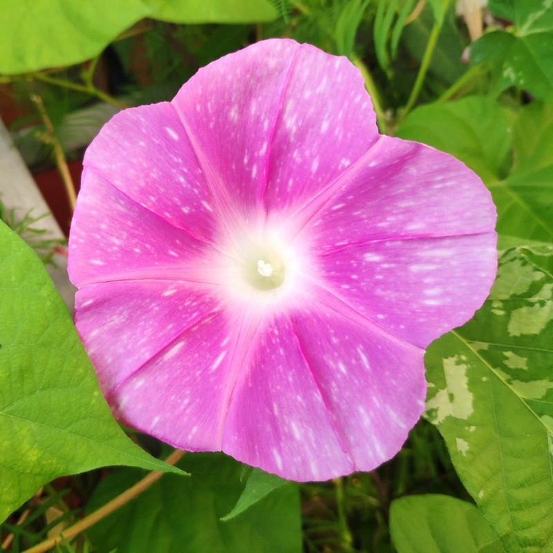 牽?；?/></p><p style=