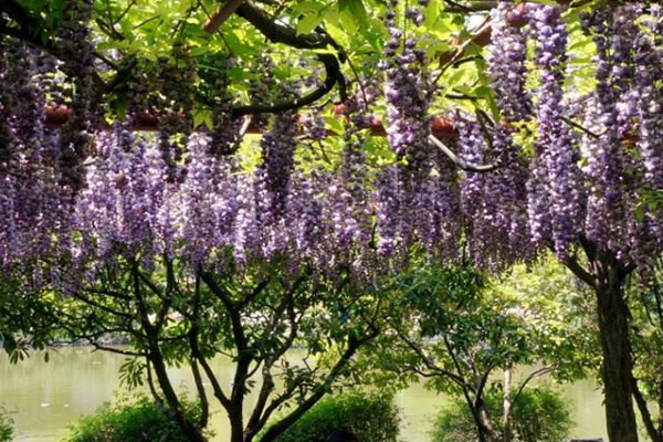 紫藤花 紫藤花