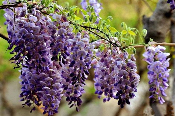 紫藤花 紫藤花