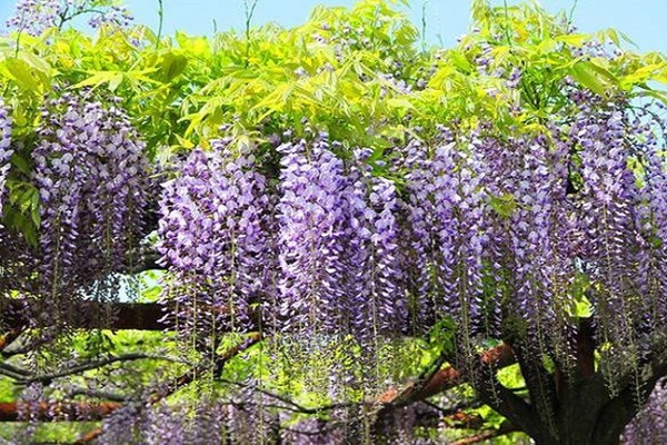 紫藤花 紫藤花