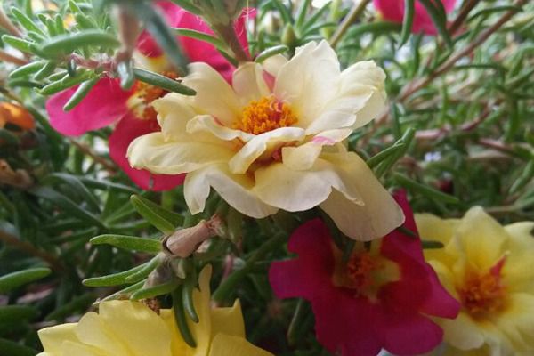 太陽花 太陽花