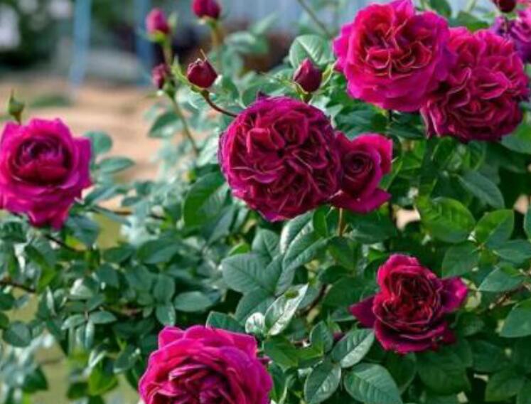 1638087430641699.jpg 月季11111111111111111.jpg