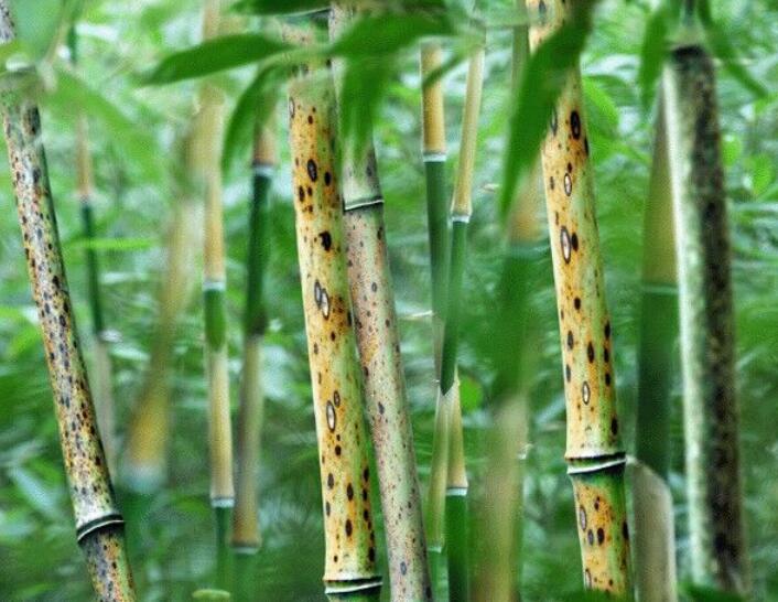 1638109695951570.jpg 1638109695951570.jpg