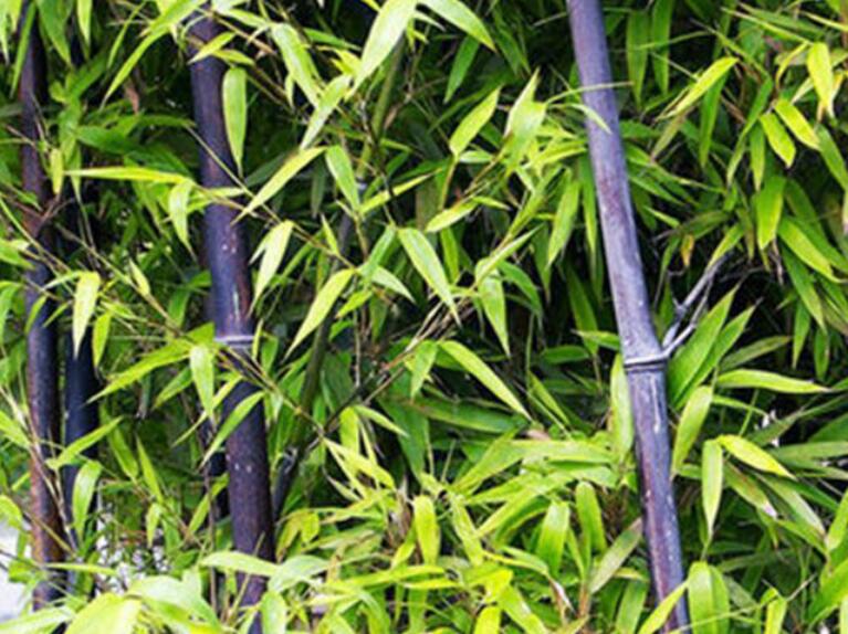 1638109711114853.jpg 1638109711114853.jpg