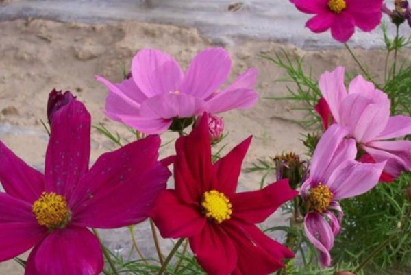 格?；?/></p><p style=