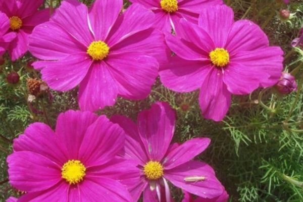 格?；?/></p><p style=