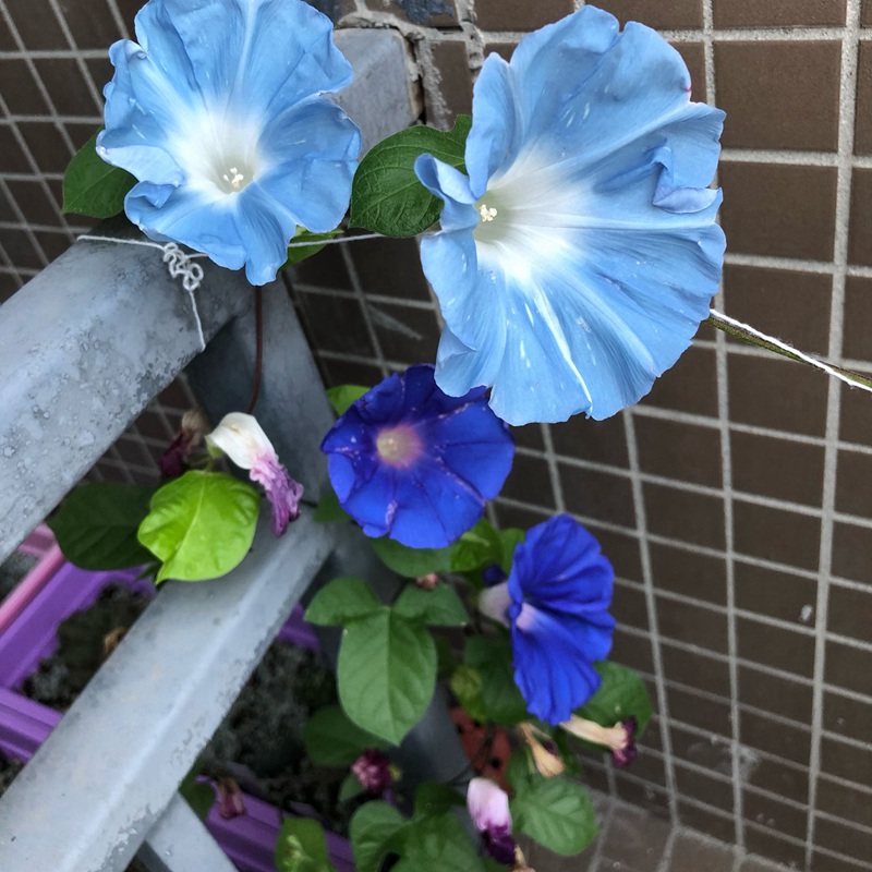 矮牽?；?/></p><p style=